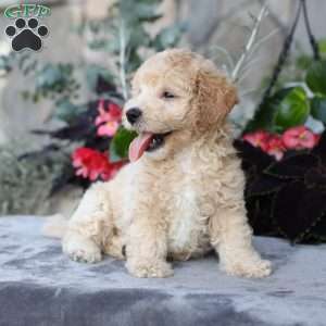 Charlie, Bich-Poo Puppy